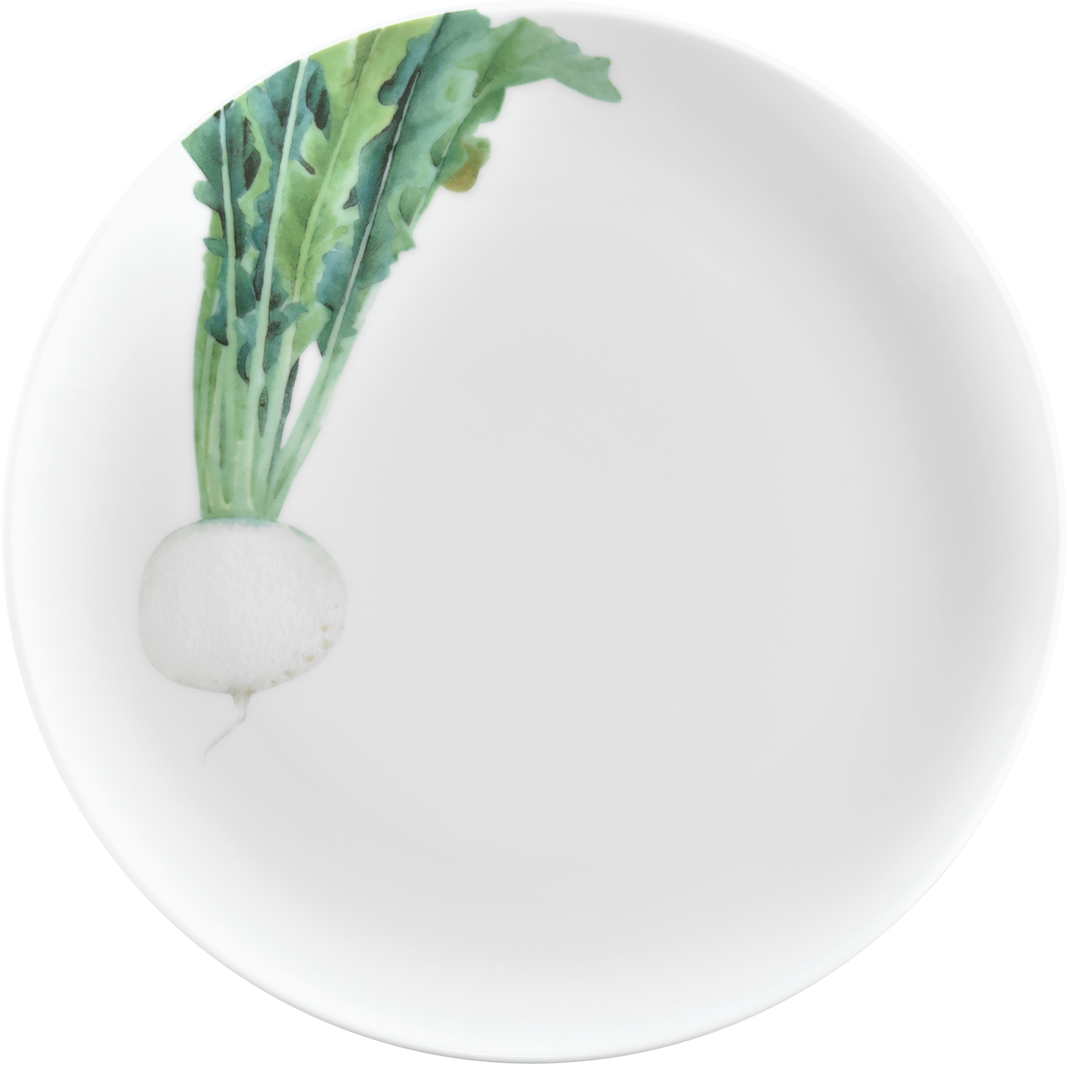 1620/7L Radish- 91816/ Coupe Salad/ Accent Salad